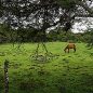 Miraflor: Snadno a rychle dobrovolníkem na farmě v Nikarague